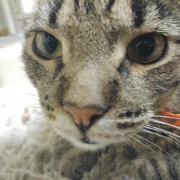 Meet your Posher, Riley - Picture 1 of 1